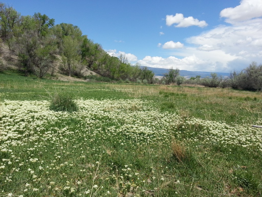 Driftwood Valley