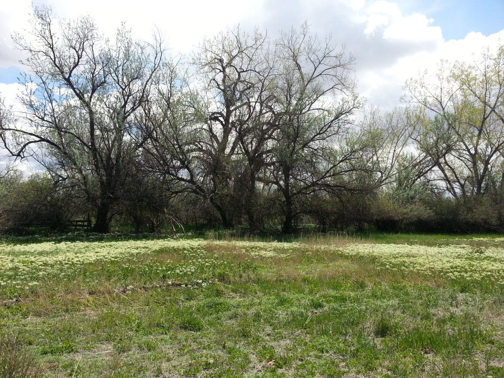 Driftwood Valley