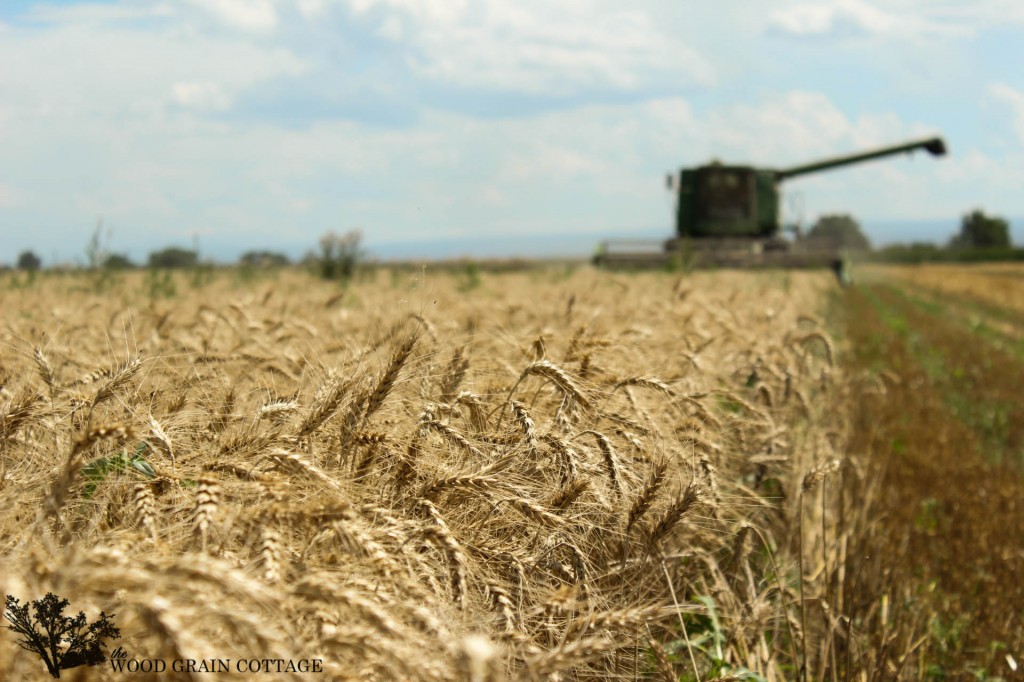 Wheat Harvest | The Wood Grain Cottage