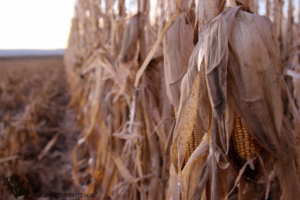 Combining Corn by The Wood Grain Cottage