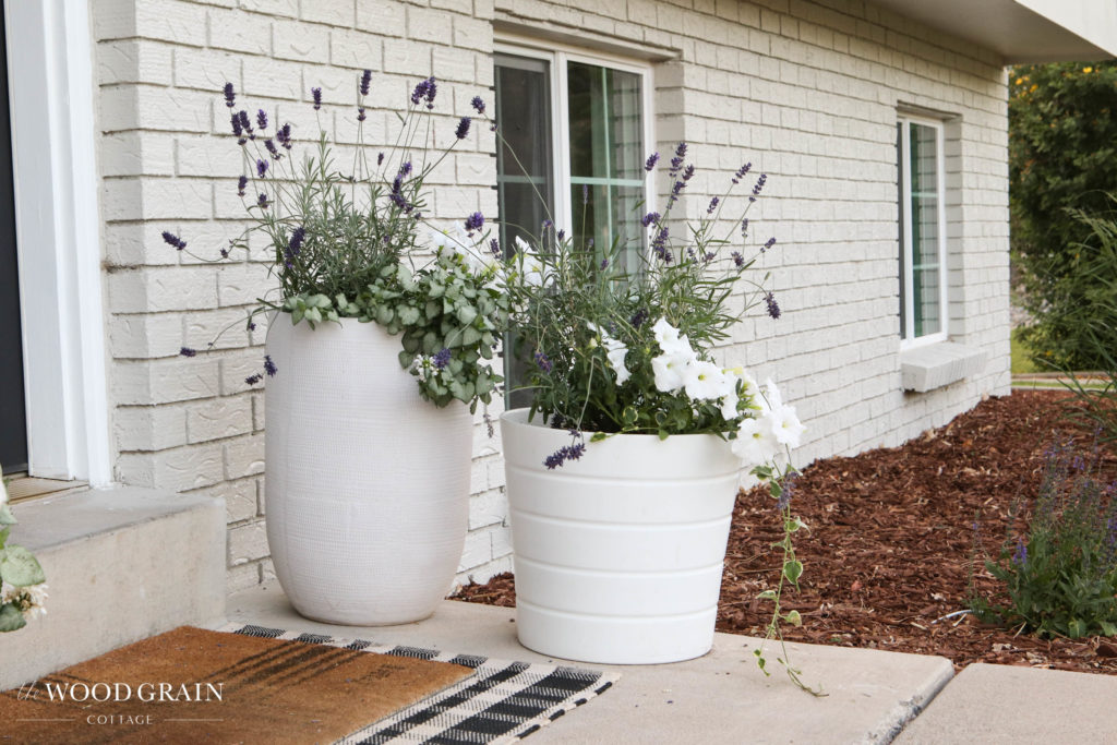 A picture of lavender potted in white pots on the front porch. 