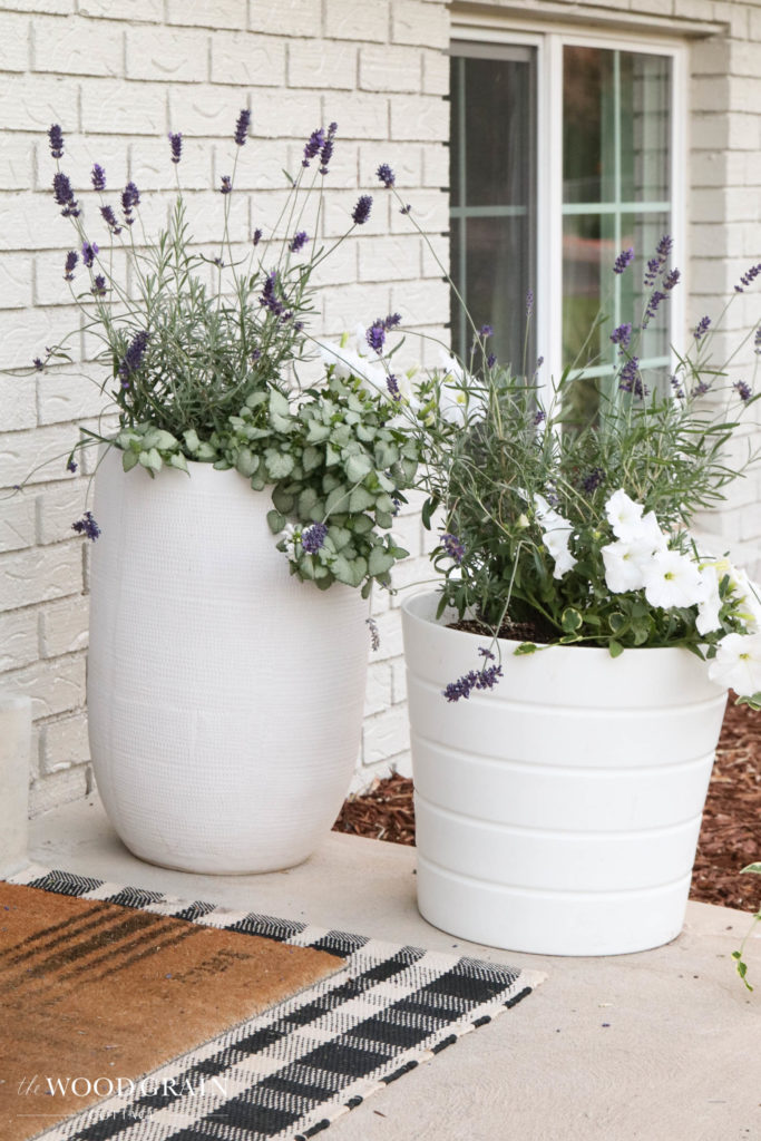 A picture of lavender planted in white pots. 