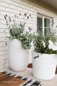 A picture of our front pots filled with lavender.