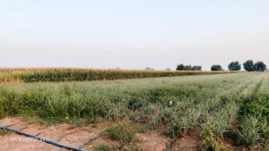 A picture showing the corn and onions being grown on our property.